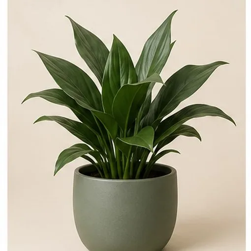 Cast Iron Plant — 12 cm Pot